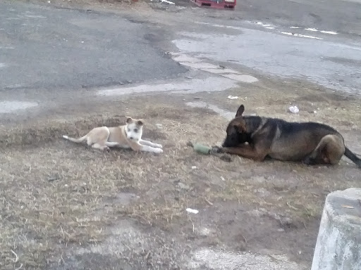 Ice Cream Shop «Wizard Sno-Cones», reviews and photos, 1044 Hot Wells Blvd, San Antonio, TX 78223, USA