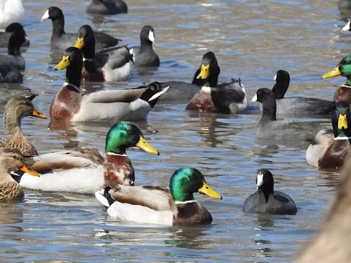 Park «White Rock Lake Park», reviews and photos, E Lawther Dr, Dallas, TX 75218, USA