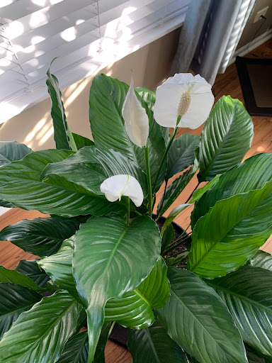 Flea Market «Fox Valley Flea Market», reviews and photos, 840 N State St, Elgin, IL 60123, USA