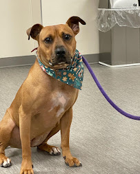 Sit n' Stay Dog Training - Photo 8 - Car repair in Orchard Park, NY, Buffalo