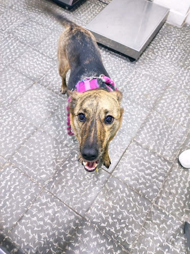 Comentarii opinii despre Veterinaria Vieja Guardia Canina