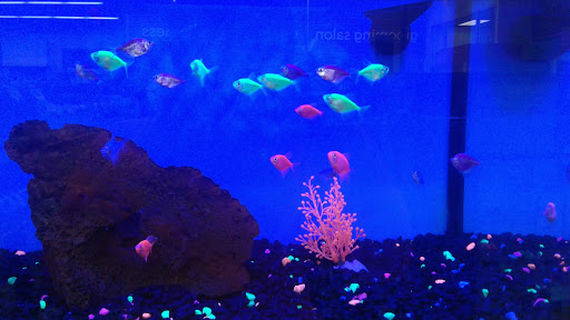 Pet Supply Store «Petco Animal Supplies», reviews and photos, 440 N Main St, East Longmeadow, MA 01028, USA