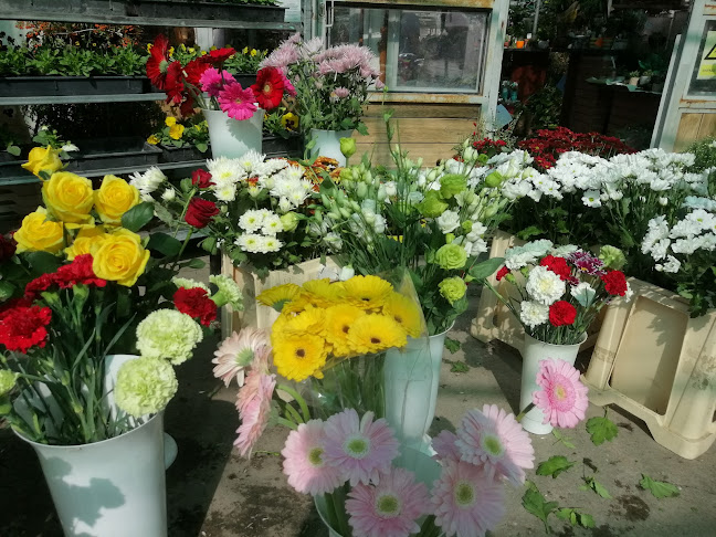 Értékelések erről a helyről: Dél-Virág Kertészet, Hódmezővásárhely - Kertészkedő