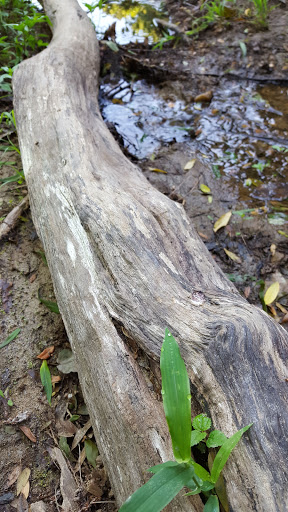 Tourist Attraction «Wheaton Miniature Train», reviews and photos, 2002 Shorefield Rd, Wheaton, MD 20902, USA