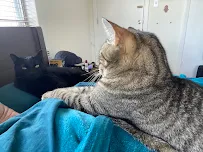 Sunset Heights Art Studio - Car repair in Houston, TX, Houston - Rated 0.0/5