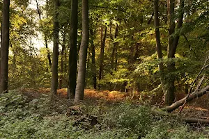 Kamper Wald image