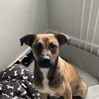 The Pet Concierge - Photo 3 - Car repair in , Staten Island