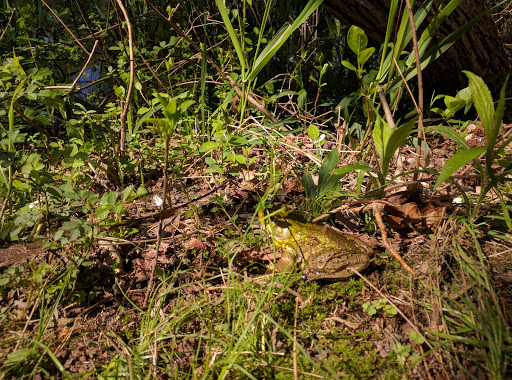 Park «Poricy Park Nature Center», reviews and photos, 345 Oak Hill Rd, Red Bank, NJ 07701, USA