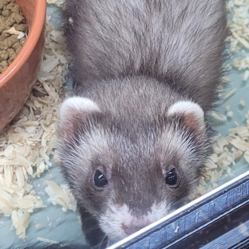 Pet Store «PV Pets», reviews and photos, 233 S Broadway, Pennsville, NJ 08070, USA