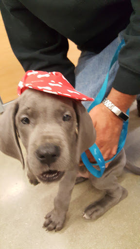 Pet Supply Store «Petco Animal Supplies», reviews and photos, 6720 Fox Centre Pkwy, Gloucester Courthouse, VA 23061, USA