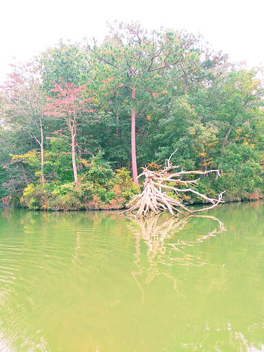 Park «Killens Pond State Park», reviews and photos, 5025 Killens Pond Rd, Felton, DE 19943, USA