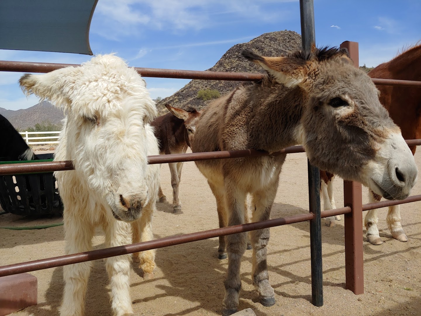 The Hangry Donkey Sanctuary