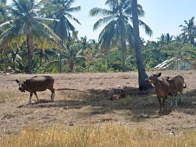 Pertanian di Nusa Tenggara Bar: Menyingkap Potensi di Kios Pertanian UD. Benteng Subur dan Kebun Kelapa Mahdar