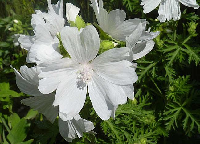 Eulenhof Staudengärtnerei - Gartenbauer