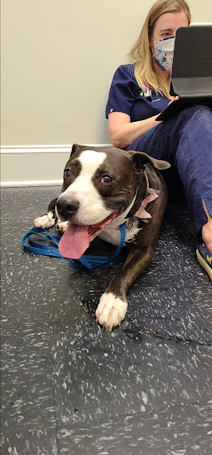 Pet's Favorite Vet image