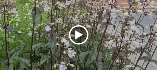 Art Museum «Joslyn Art Museum», reviews and photos, 2200 Dodge St, Omaha, NE 68102, USA