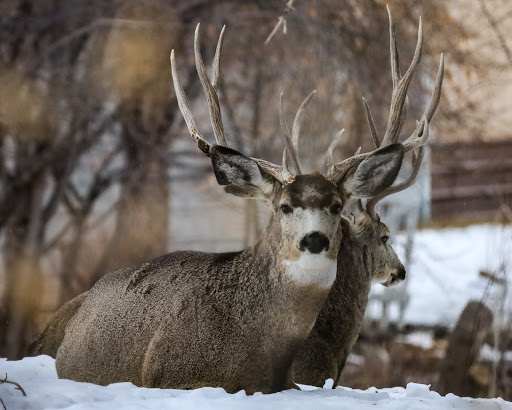 Park «Nature Park», reviews and photos, 2250 Gold Ave, Helena, MT 59601, USA