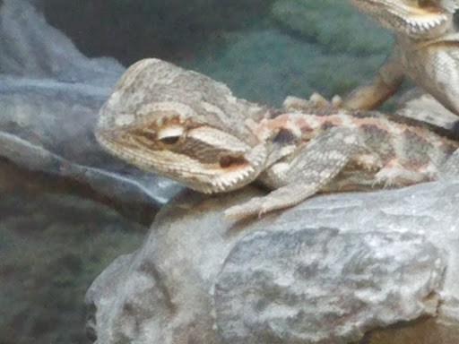 Pet Supply Store «Petco Animal Supplies», reviews and photos, 5843 N Elizabeth St, Pueblo, CO 81008, USA