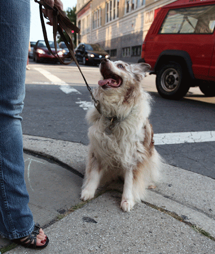 Dog Trainer «Dog Door Behavior Center and Outfitters», reviews and photos, 1 Battle Square A, Asheville, NC 28801, USA