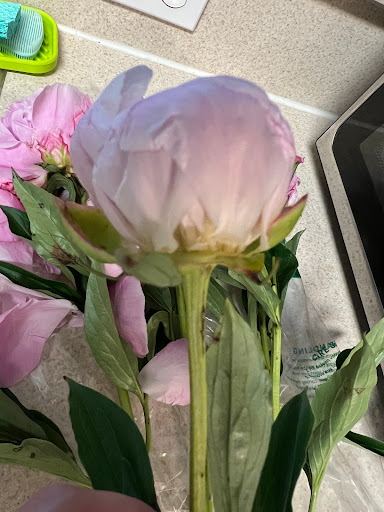 Grocery Store «Whole Foods Market», reviews and photos, 1817 Thomasville Rd, Tallahassee, FL 32303, USA