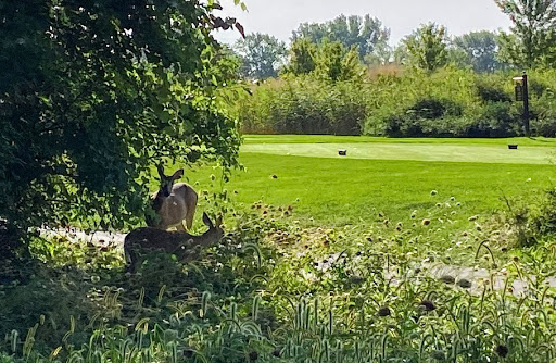 Public Golf Course «Lost Marsh Golf Course», reviews and photos, 1001 129th St, Hammond, IN 46320, USA