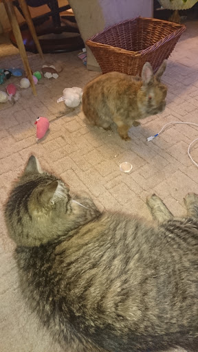 Tierarztpraxis Werdenfels unter Garmisch-Partenkirchen, 