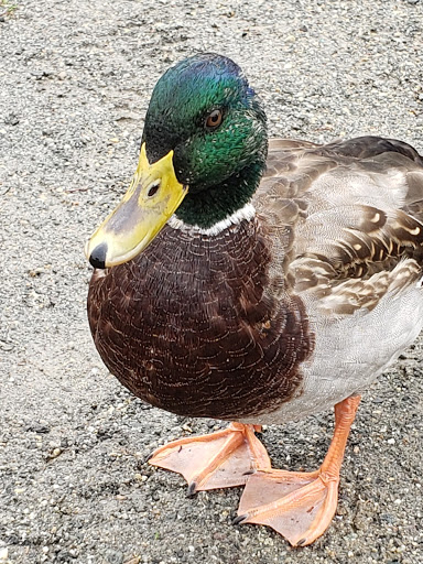 Farm «Russell Orchards», reviews and photos, 143 Argilla Rd, Ipswich, MA 01938, USA