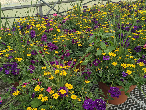 Wholesale Plant Nursery «Garden Fantasy», reviews and photos, 43250 Tyler Rd, Belleville, MI 48111, USA