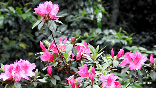 Art Museum «Bayou Bend Collection and Gardens», reviews and photos, 6003 Memorial Dr, Houston, TX 77265, USA