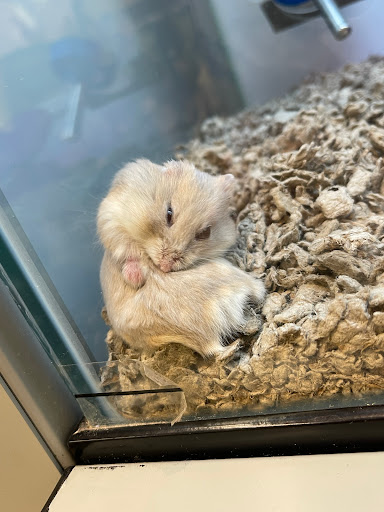 Lugares para comprar un hamster en Ciudad Juarez