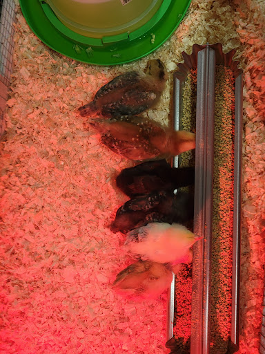 Animal Feed Store «Burns Feed Store», reviews and photos, 29215 SE Orient Dr, Gresham, OR 97080, USA