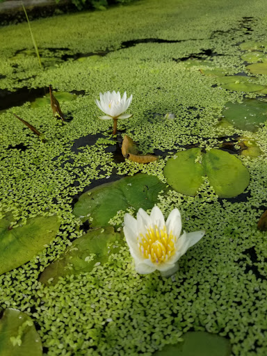 Tropical Fish Store «William Tricker Inc», reviews and photos, 7125 Tanglewood Dr, Cleveland, OH 44131, USA