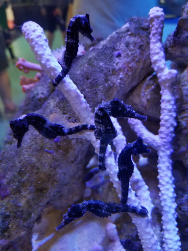 Pet Store «The Aquarium & Fish Store», reviews and photos, 710 W Lumsden Rd, Brandon, FL 33511, USA