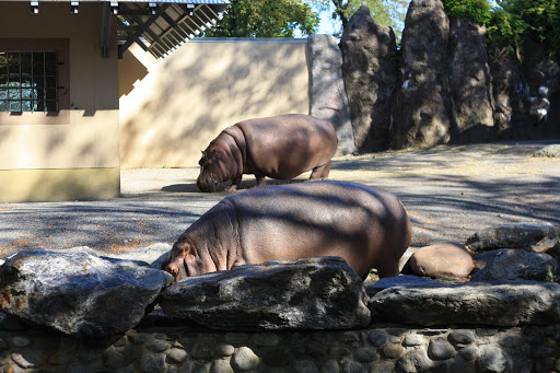 Hippo Habitat image 1