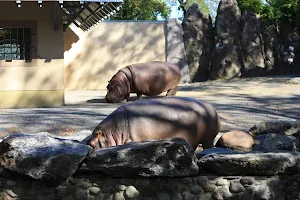 Hippo Habitat image