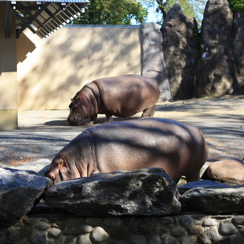 Hippo Habitat