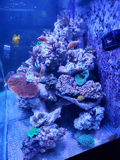 Pet Store «Fish Geeks», reviews and photos, 5845 Hillside Ln, Mechanicsburg, PA 17050, USA