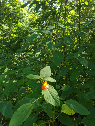 Park «Plum Creek Park», reviews and photos, Cherry St, Kent, OH 44240, USA