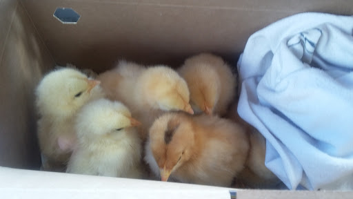 Home Improvement Store «Tractor Supply Co.», reviews and photos, 433 Centerville Turnpike S, Chesapeake, VA 23322, USA