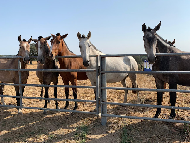 The Lusitano Experience - Hotel