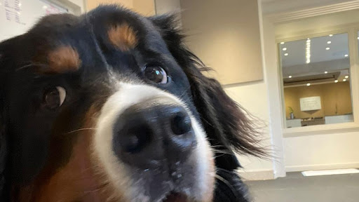 Photo of Cassidy Ingram Dog Training LLC