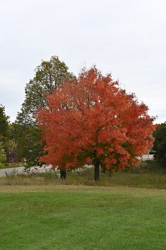 Public Golf Course «Meadowbrook Golf Course», reviews and photos, 201 Meadowbrook Rd, Hopkins, MN 55343, USA