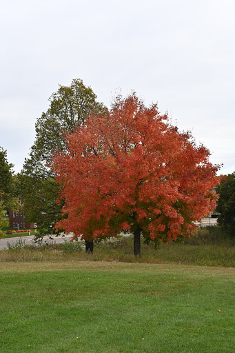 Public Golf Course «Meadowbrook Golf Course», reviews and photos, 201 Meadowbrook Rd, Hopkins, MN 55343, USA