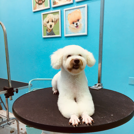 Shop cắt tỉa lông chó mèo tại Hà Nội - Pet Grooming Salon
