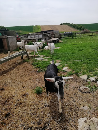 Kingston Smallholding Goat Farm