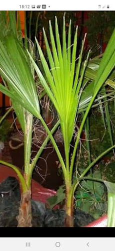 Paz.cl. patronatoenvicuña