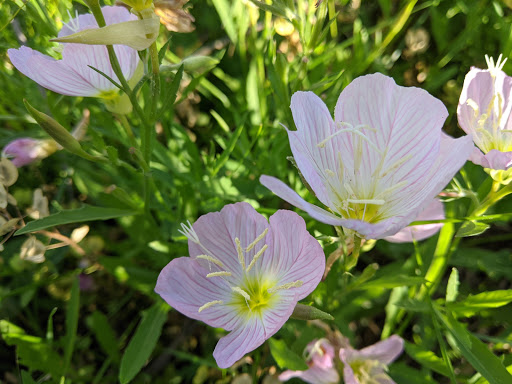 Municipality «Tall Grass Park», reviews and photos, 3512 Grassmere Rd, Naperville, IL 60564, USA