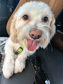 Canine Design Midtown - Photo 3 - Car repair in Reno, NV, Reno