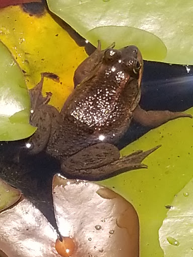 Nature Preserve «Black Run Preserve», reviews and photos, Kettle Run Rd, Evesham Township, NJ 08053, USA