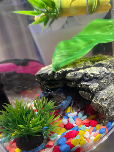 Pet Store «Pets World», reviews and photos, 147 Bridge St, Weymouth, MA 02191, USA